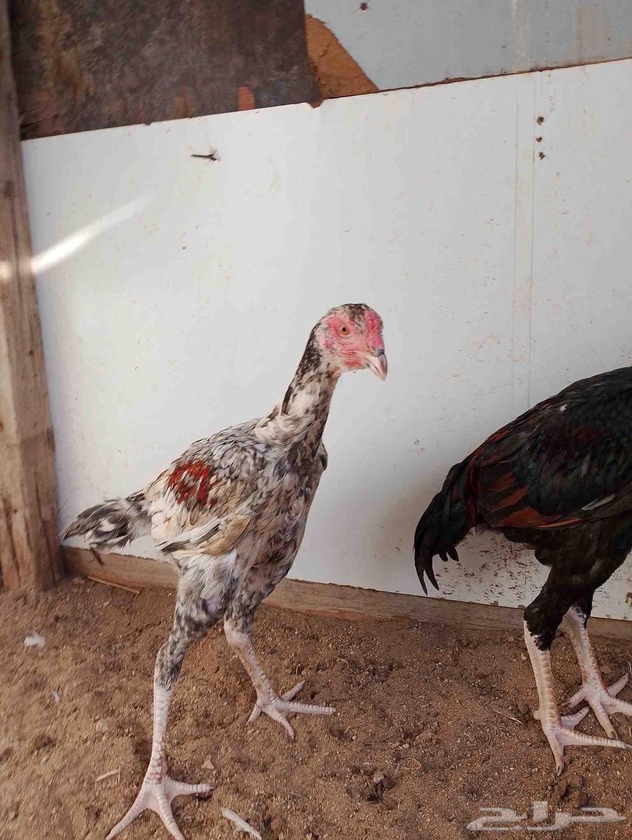 Hello, I'm offering you a Pakistani rooster64414461612034112