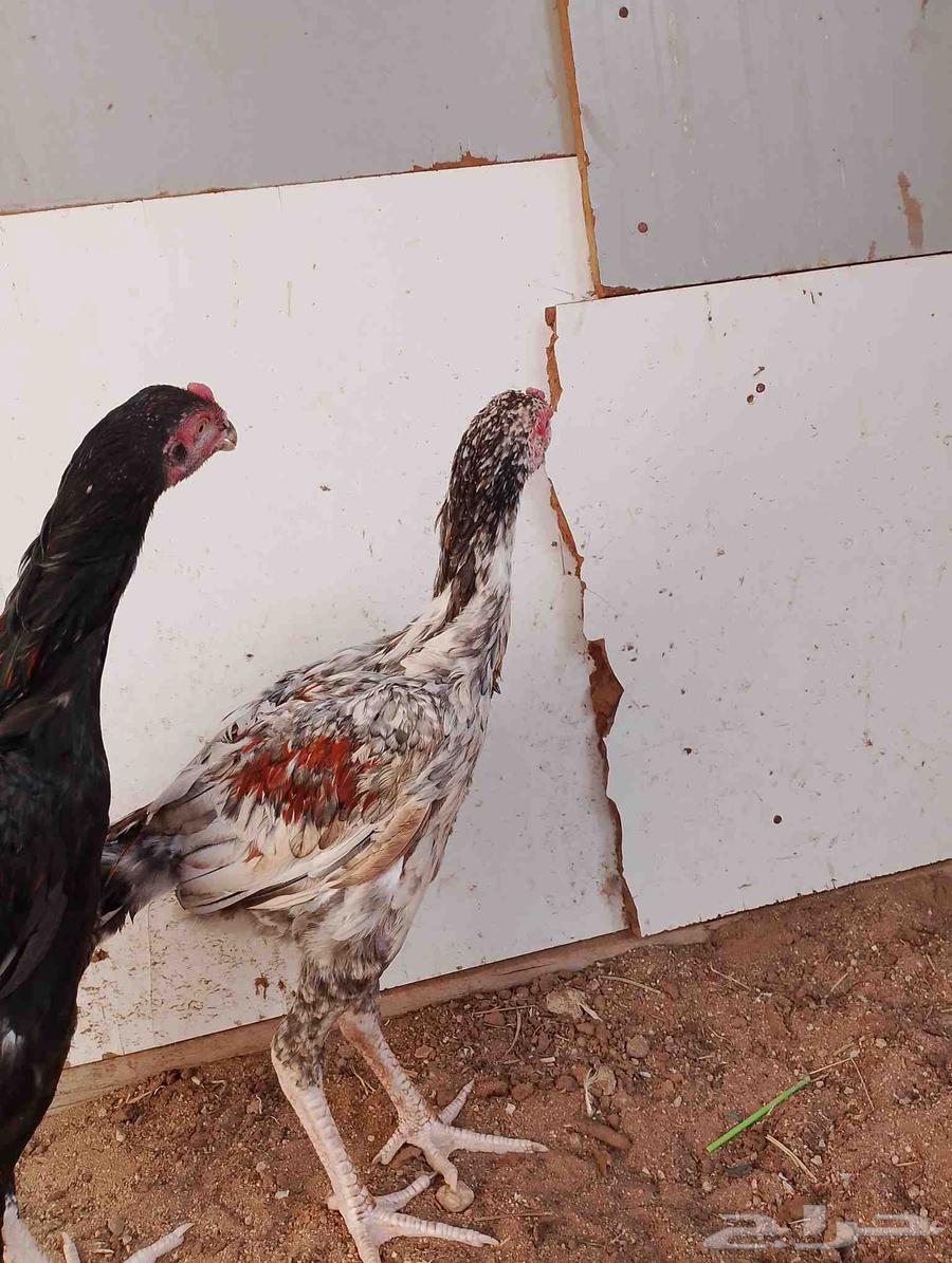 Hello, I'm offering you a Pakistani rooster64414461612034113