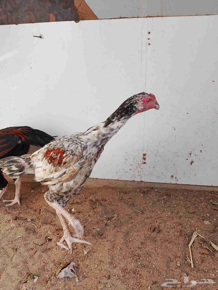Hello, I'm offering you a Pakistani rooster64414461612034111