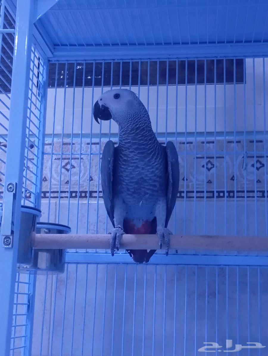 Faruq Casco64418227788163112