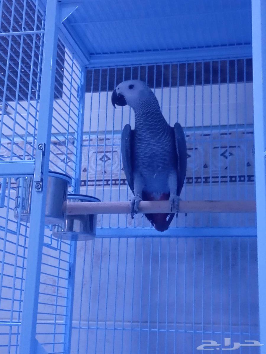 Faruq Casco64418227788163113