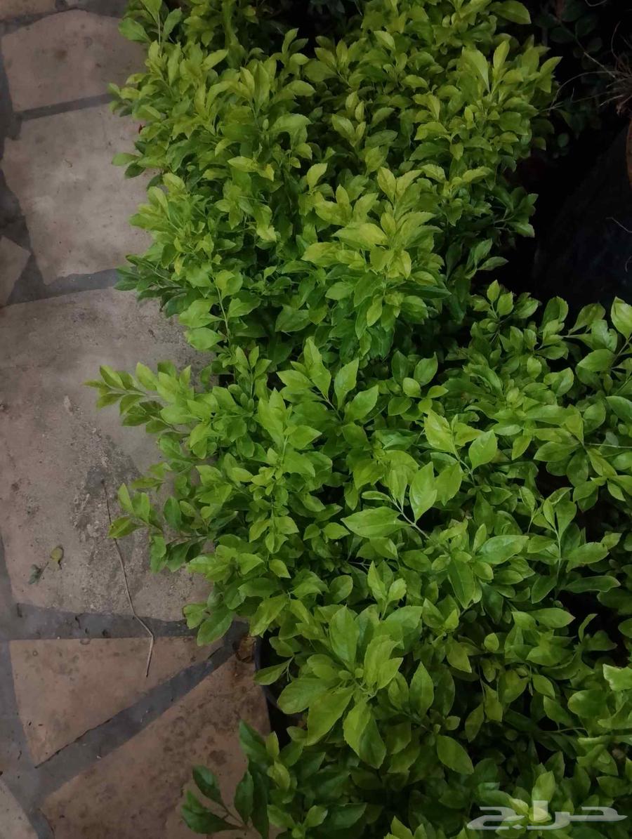 مشتل توريد وزراعة الاشجار64145700107139113