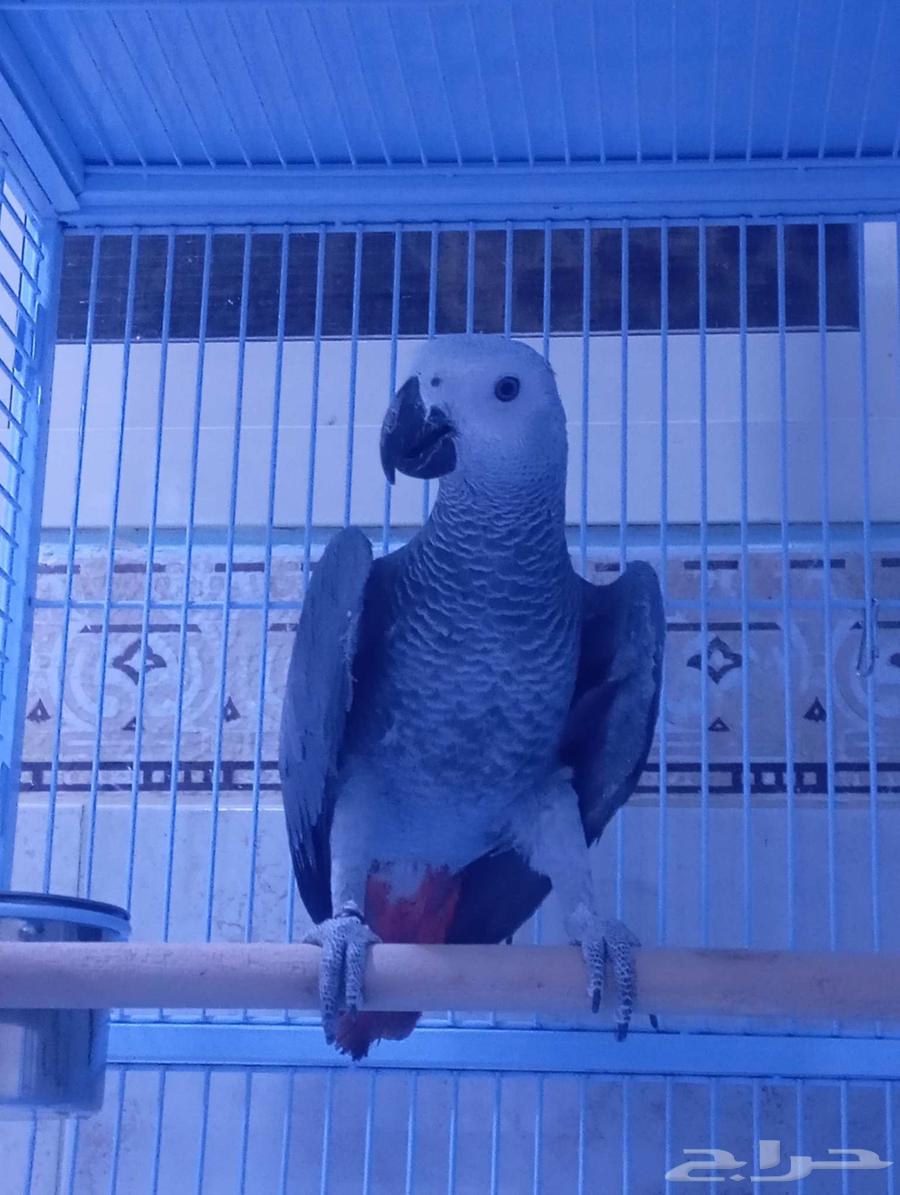 Faruq Casco64418227788163114