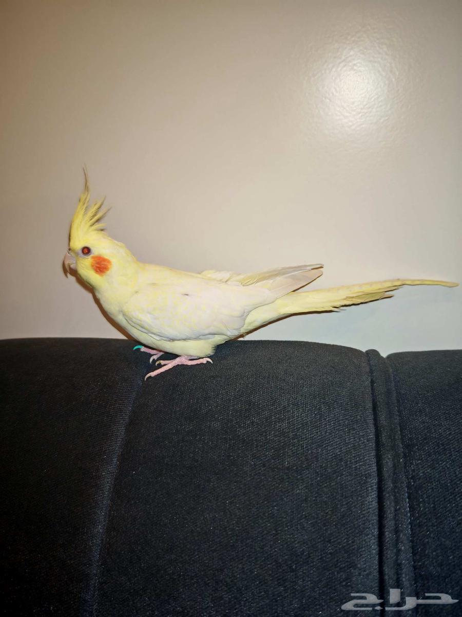 للبيع كروان لاتينو64412427993987110