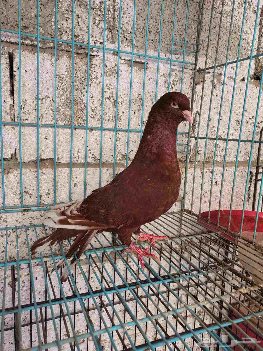 للبيع حمام ذكر سوري ومعاه فرخ64413545875714110