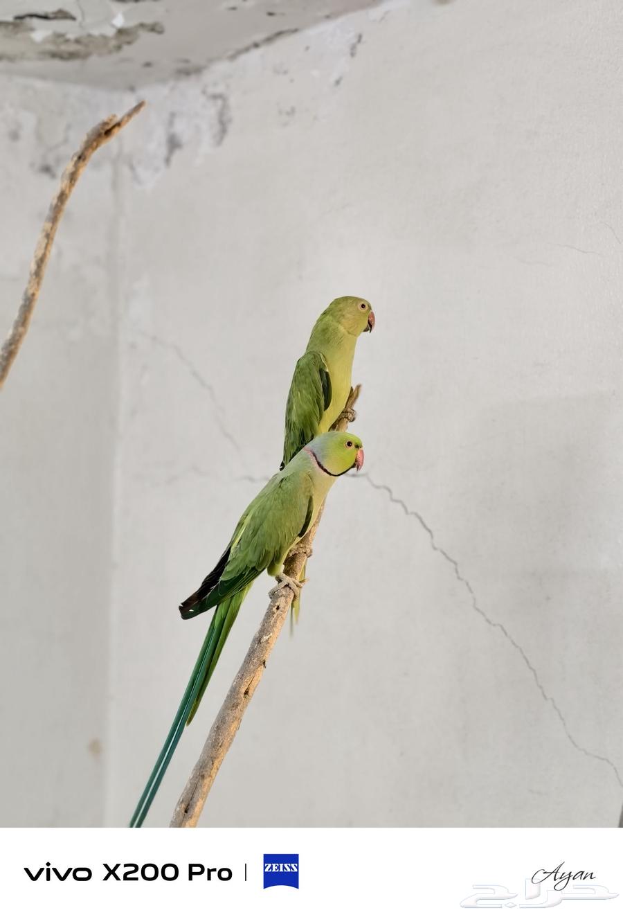 Producing Date Passport64416201028226112