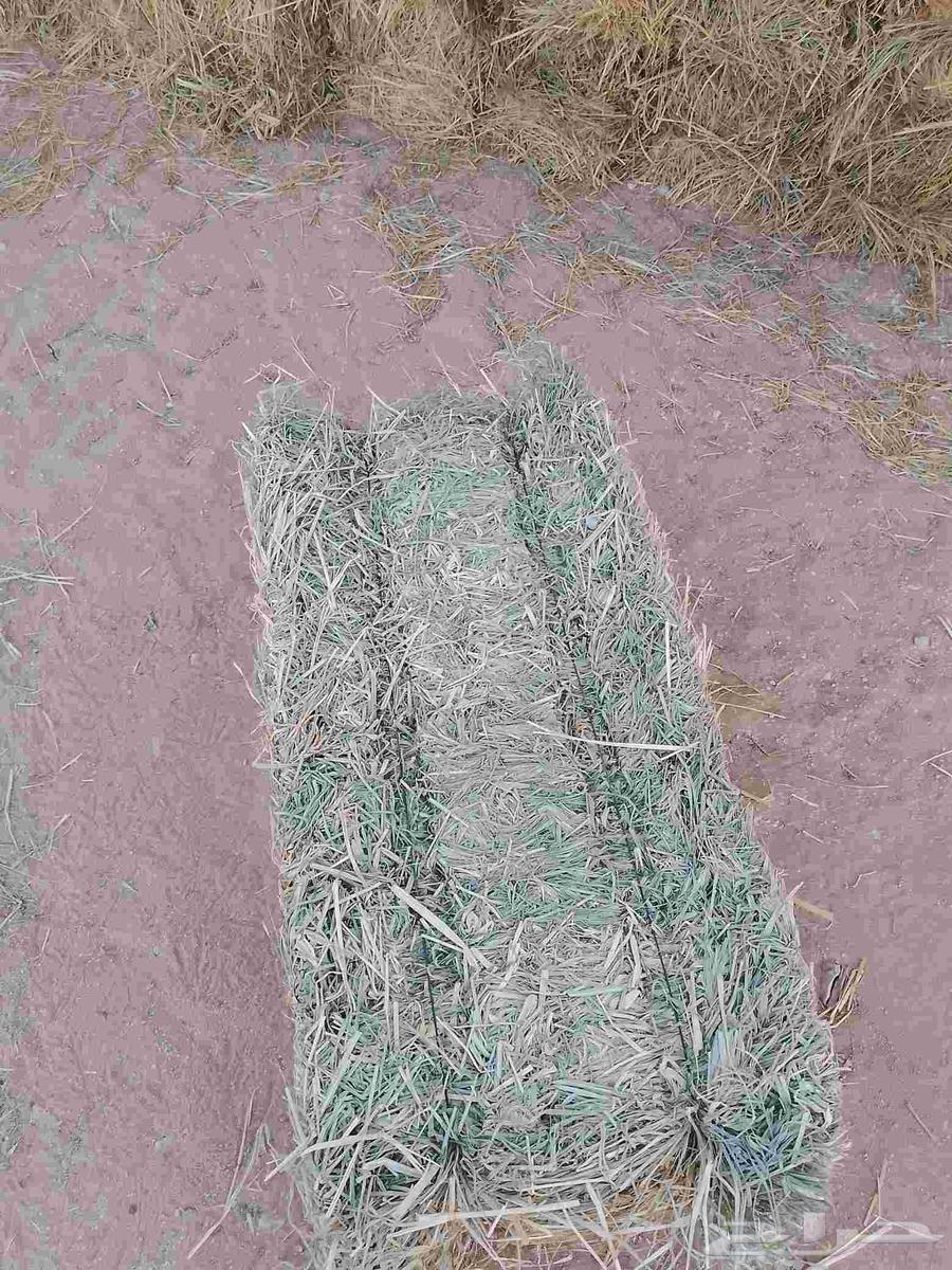 Hello and God's mercy, new soft Rhodes, good 95 gender64417617740289111