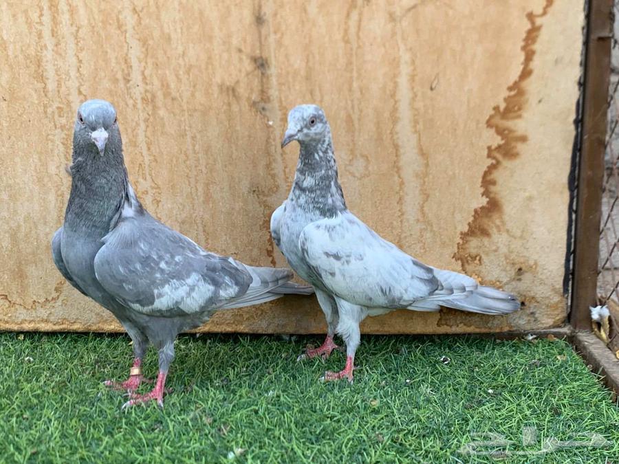 جوز سليتي كمنقر64414487731970112