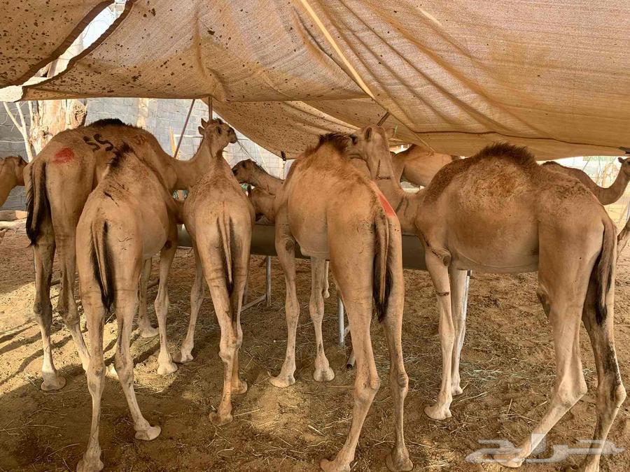 متاح 10 روس قعدان مفاريد صحة ممتازة البيع كلهم مع بعض64416440221315110