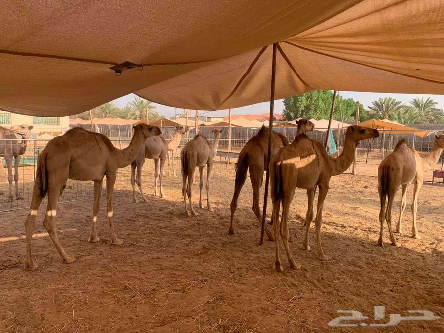 قعدان صوماليه لبيع التفريد والجمله64416134689793111