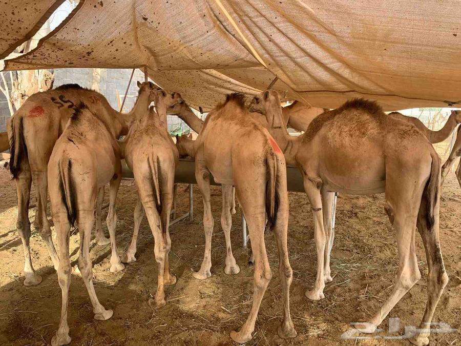 قعدان صوماليه لبيع التفريد والجمله64416134689793110