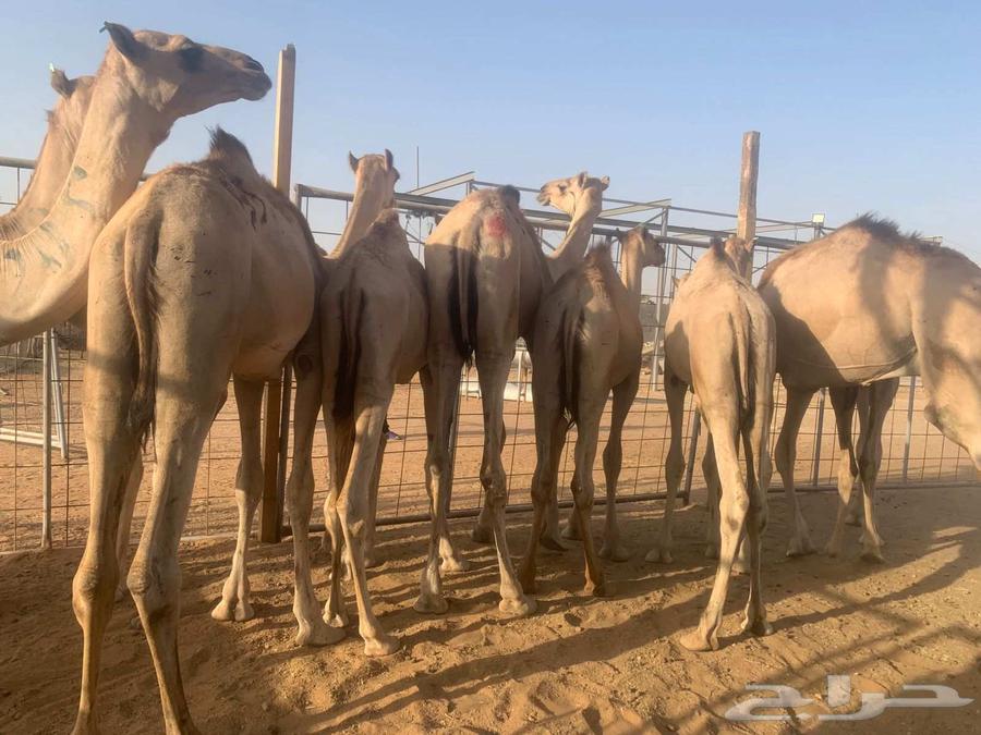 Cushion stuffed with feathers price 285064417590191747114