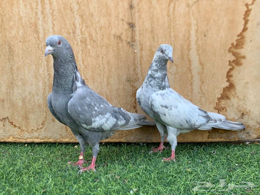 جوز سليتي كمنقر64414487731970110