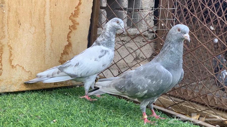 جوز سليتي كمنقر64414487731970111