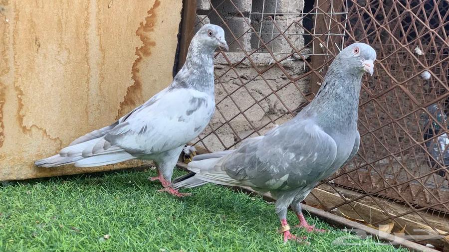 جوز سليتي كمنقر64414487731970113