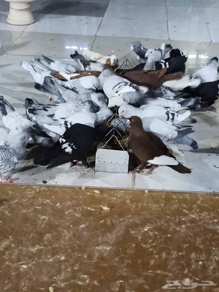 للبيع حمام شامي64413719364481112