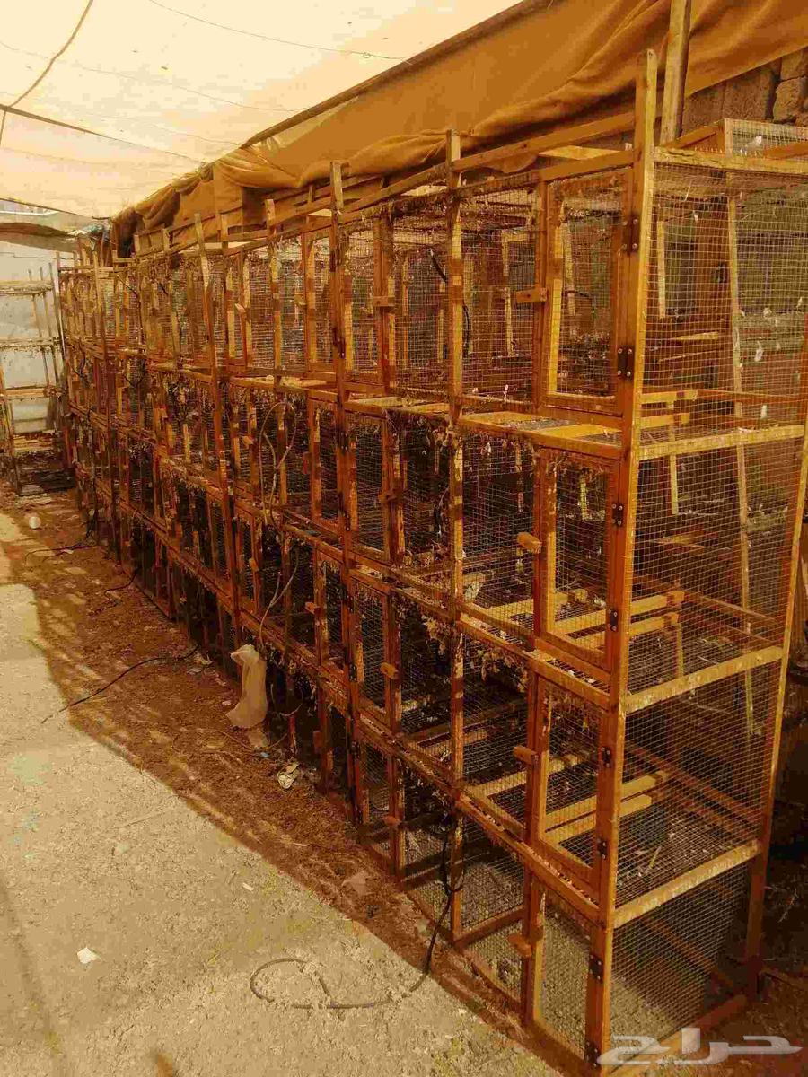 محاك حمام 8 عيوني مستخدمه64415733285891110