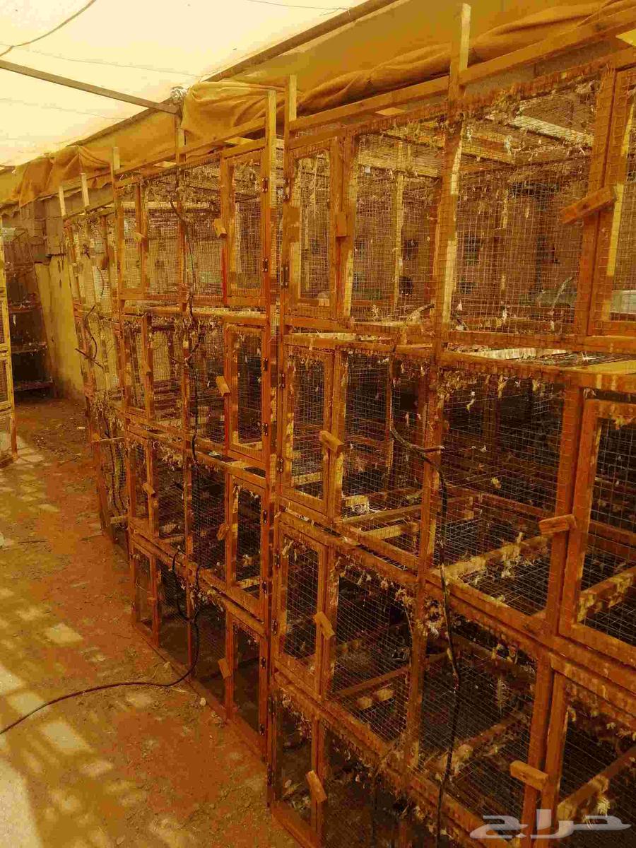 محاك حمام 8 عيوني مستخدمه64415733285891111