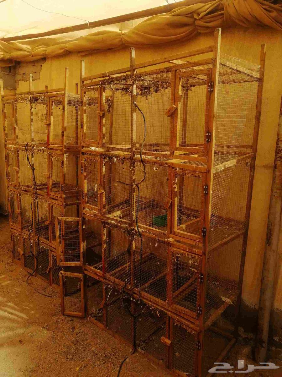 محاك حمام 8 عيوني مستخدمه64415733285891113