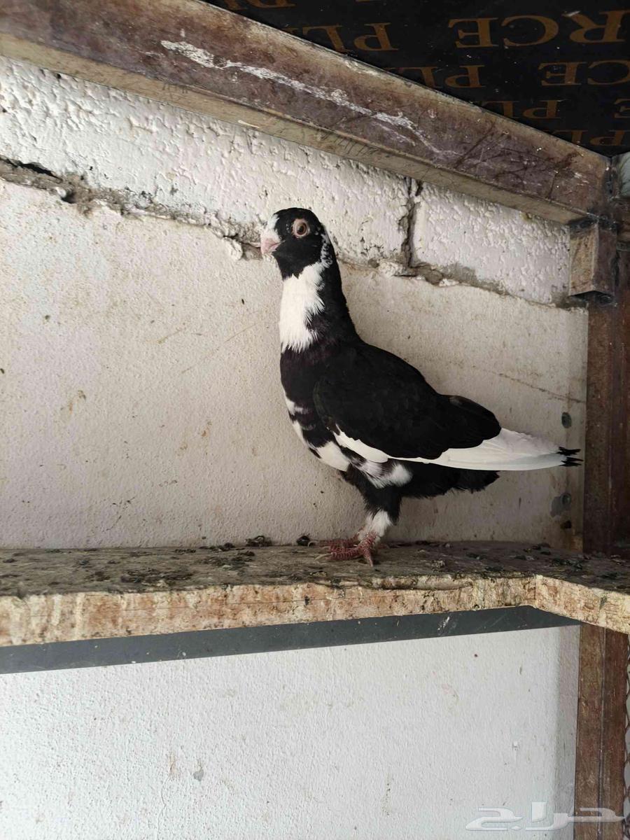 للبيع حمام شامي64413719364481111