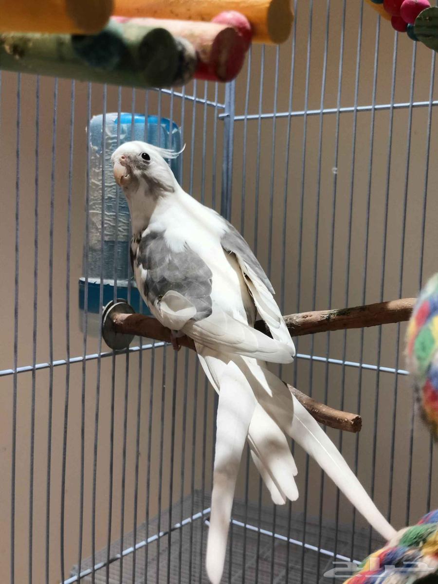 ذكر كروان هيفي بايد64418472140034110