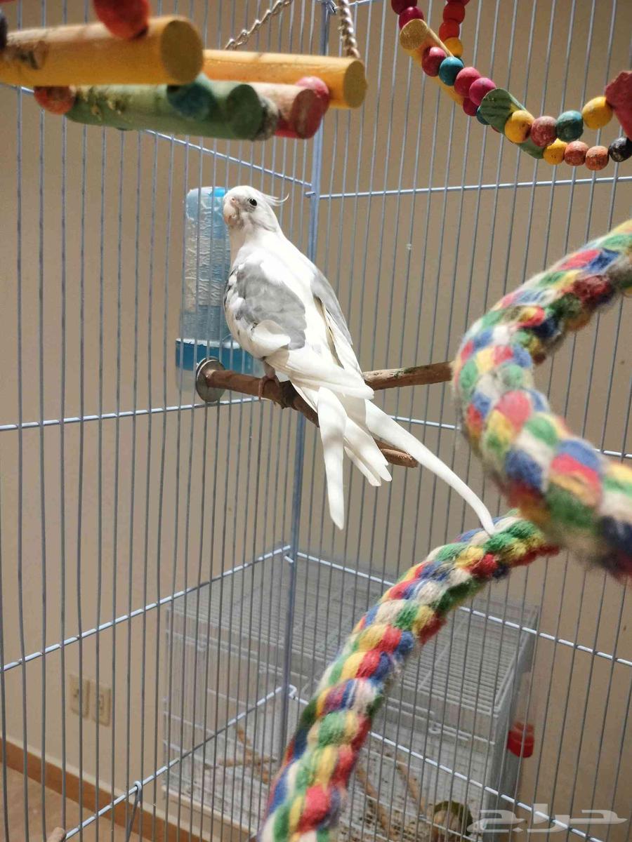 ذكر كروان هيفي بايد64418472140034111