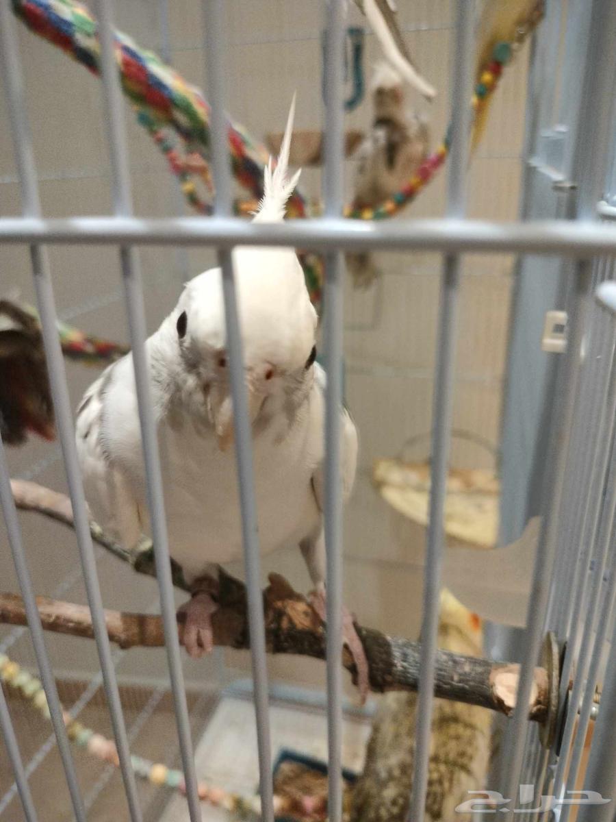 ذكر كروان هيفي بايد64418472140034112