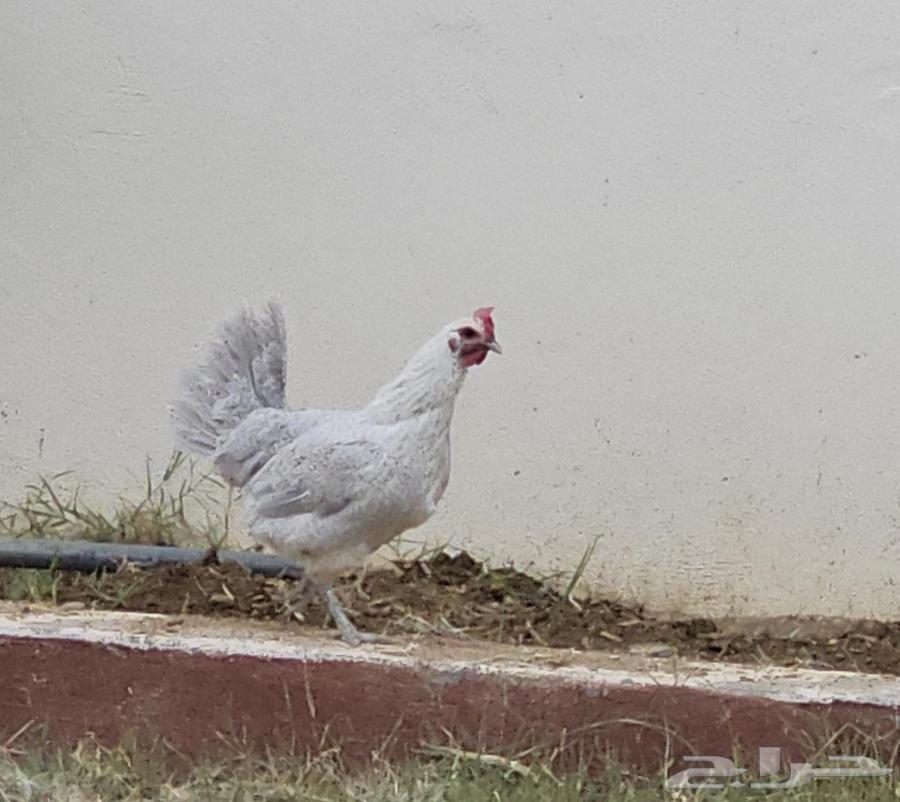Two chickens for sale, color and size64416307630338110