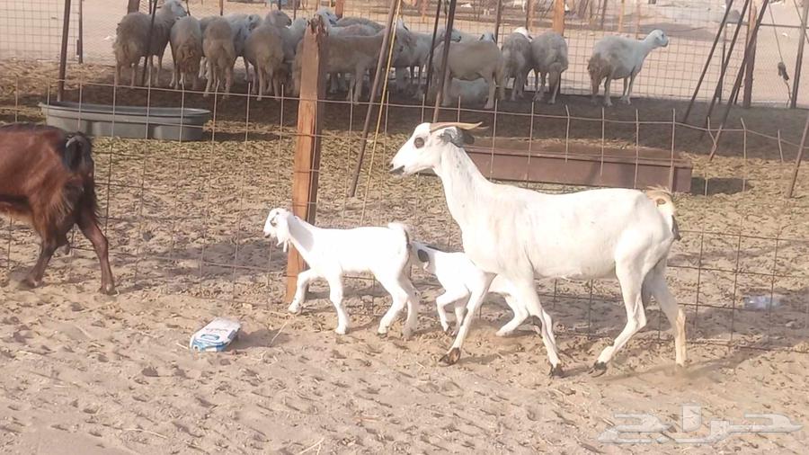 معزا بيشيات خلفات 3 تحتها 3 ماعز مقاني مولده64418864706305110