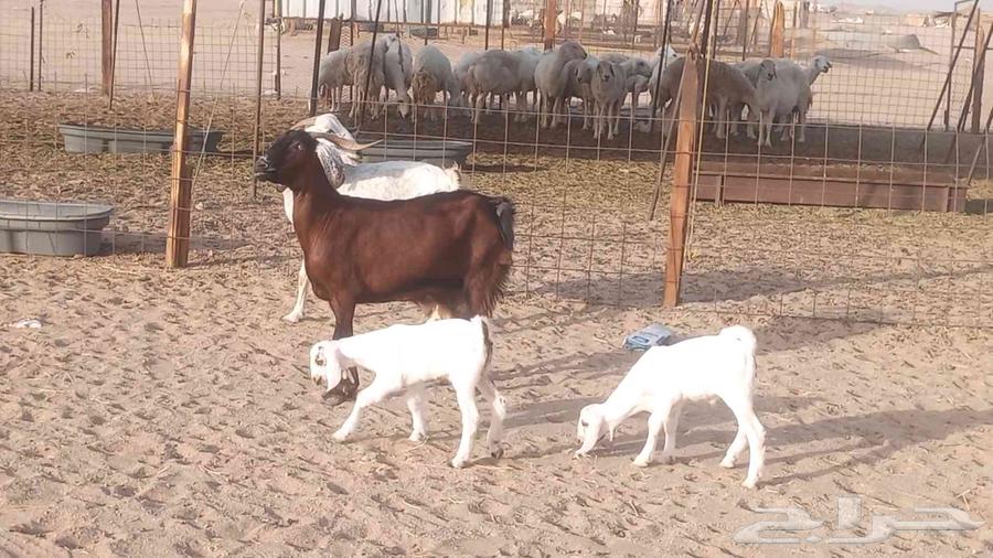 معزا بيشيات خلفات 3 تحتها 3 ماعز مقاني مولده64418864706305111