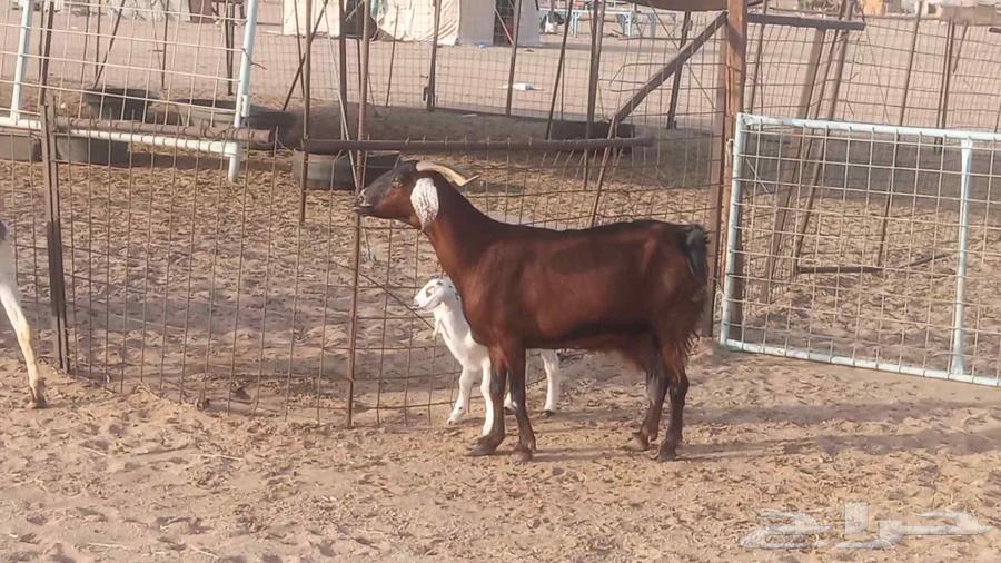 معزا بيشيات خلفات 3 تحتها 3 ماعز مقاني مولده64418864706305112