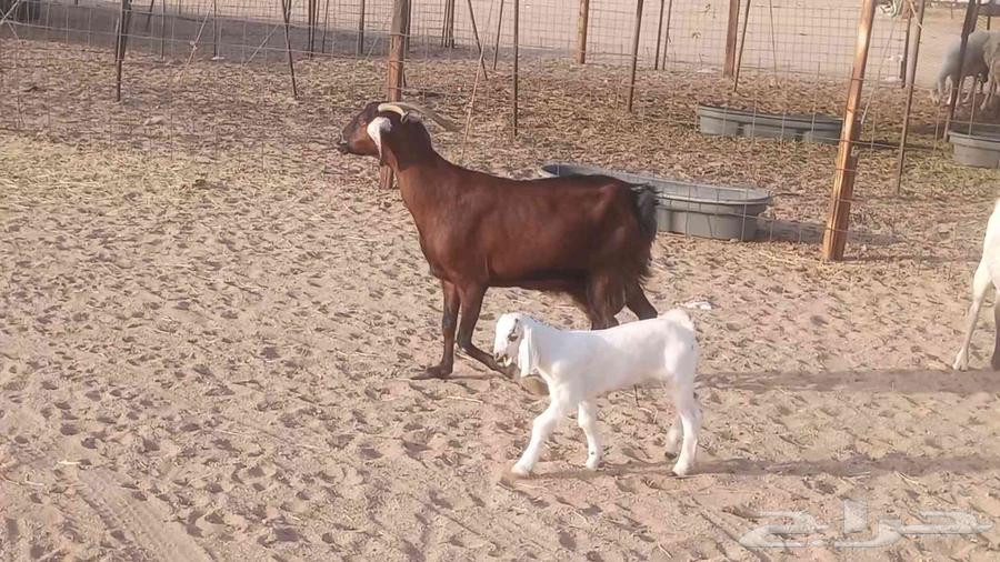 معزا بيشيات خلفات 3 تحتها 3 ماعز مقاني مولده64418864706305113