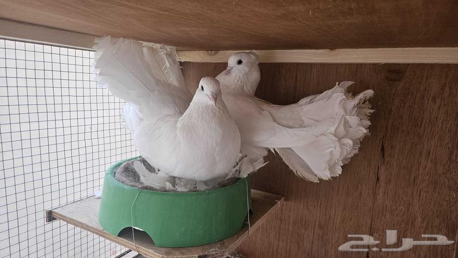 زوج حمام رقاصي لون ابيض64416081385089112