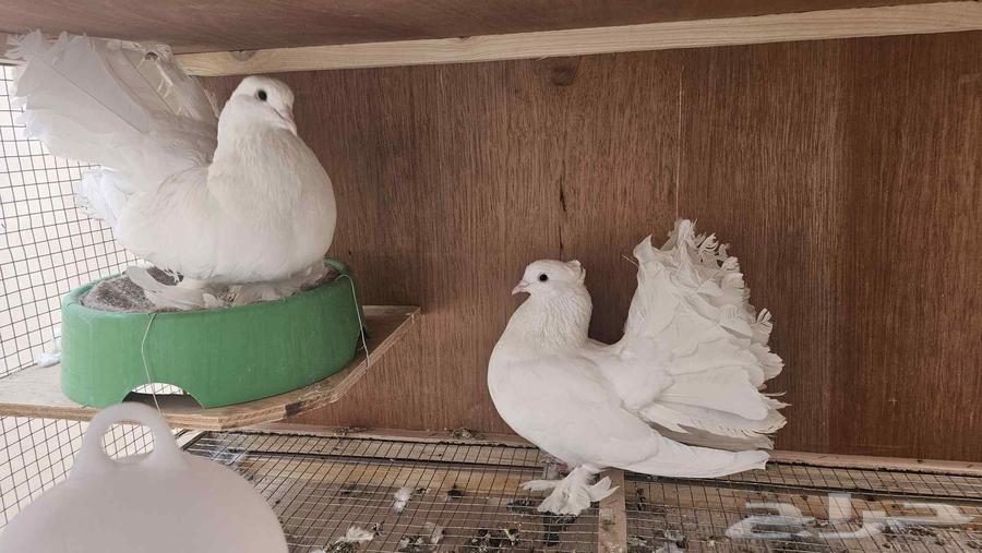 زوج حمام رقاصي لون ابيض64416081385089111