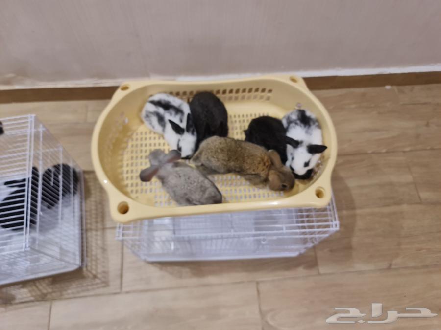 Rabbits for sale, 13 pieces, condition is health and cleanliness64417399985281112
