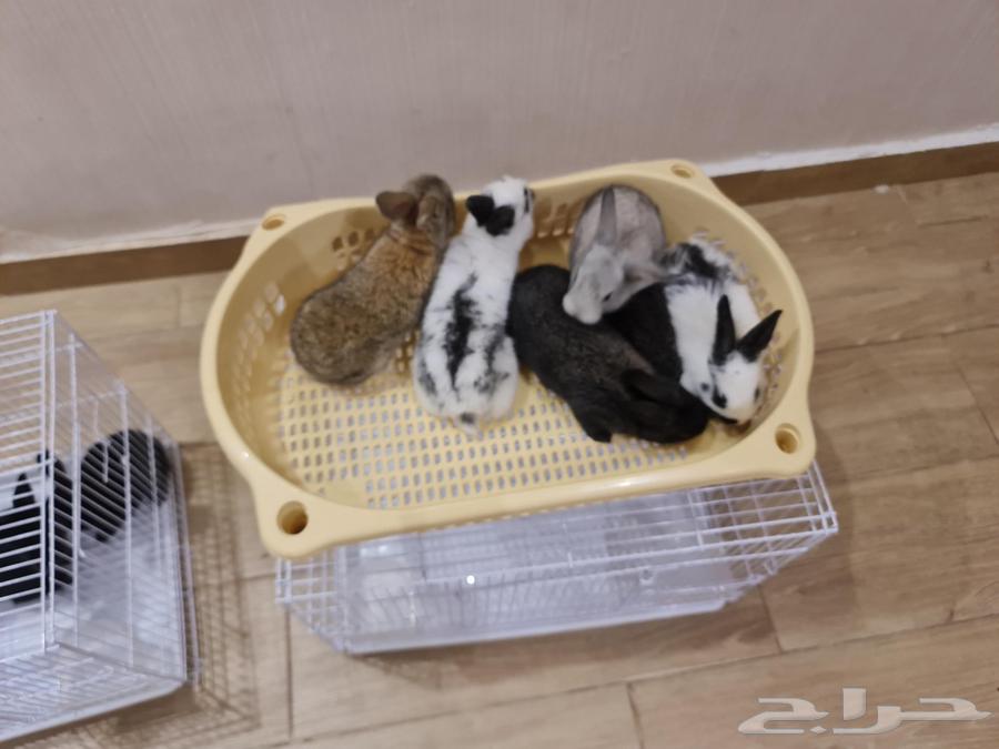 Rabbits for sale, 13 pieces, condition is health and cleanliness64417399985281110
