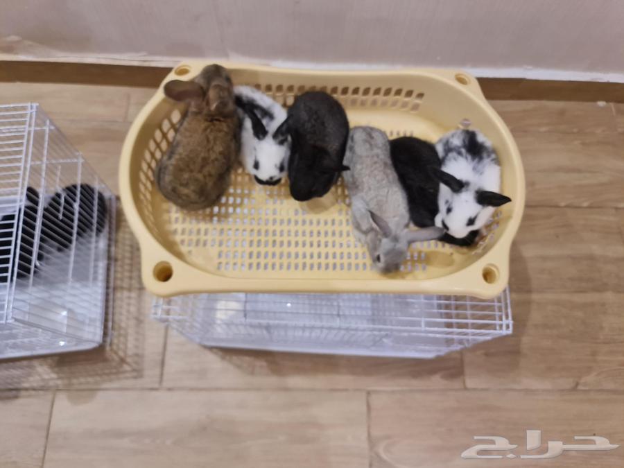 Rabbits for sale, 13 pieces, condition is health and cleanliness64417399985281114