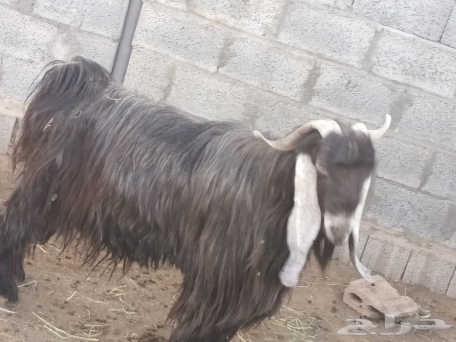 تيس فحل للبيع الدلم الخالديه64416161249282110