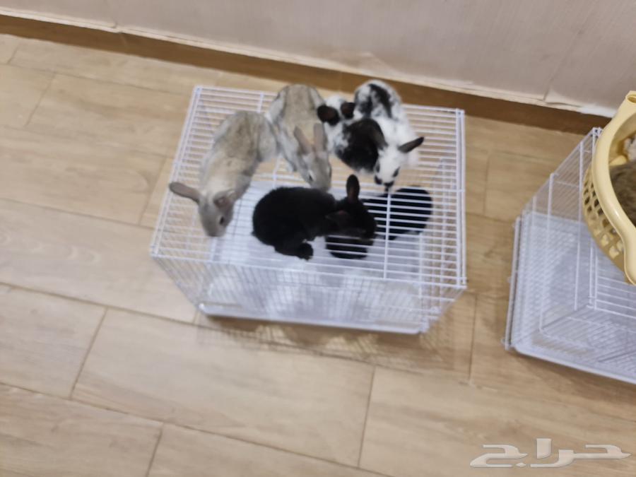 Rabbits for sale, 13 pieces, condition is health and cleanliness64417399985281111