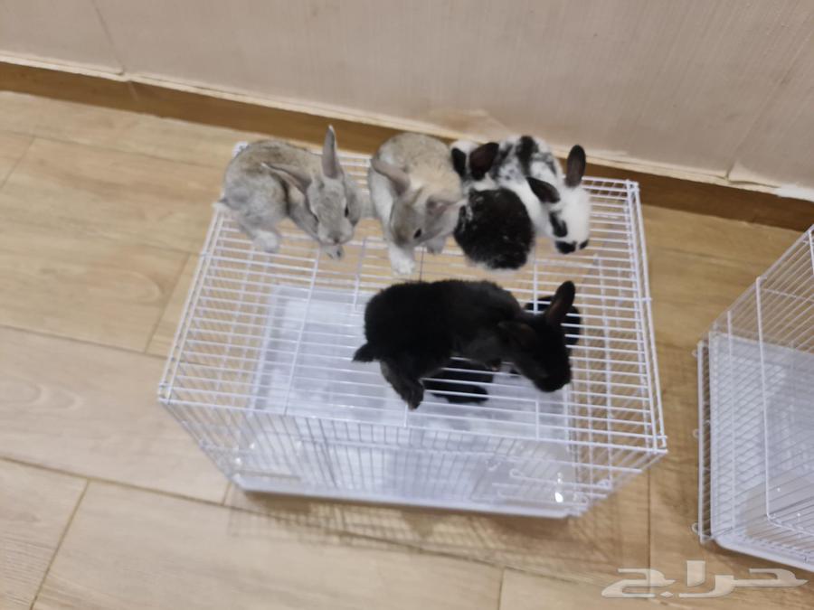 Rabbits for sale, 13 pieces, condition is health and cleanliness64417399985281113