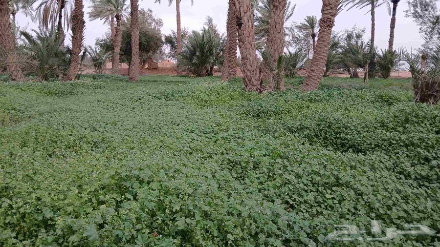 Tall palm trees for sale or exchange for chicken palm64419024929283110