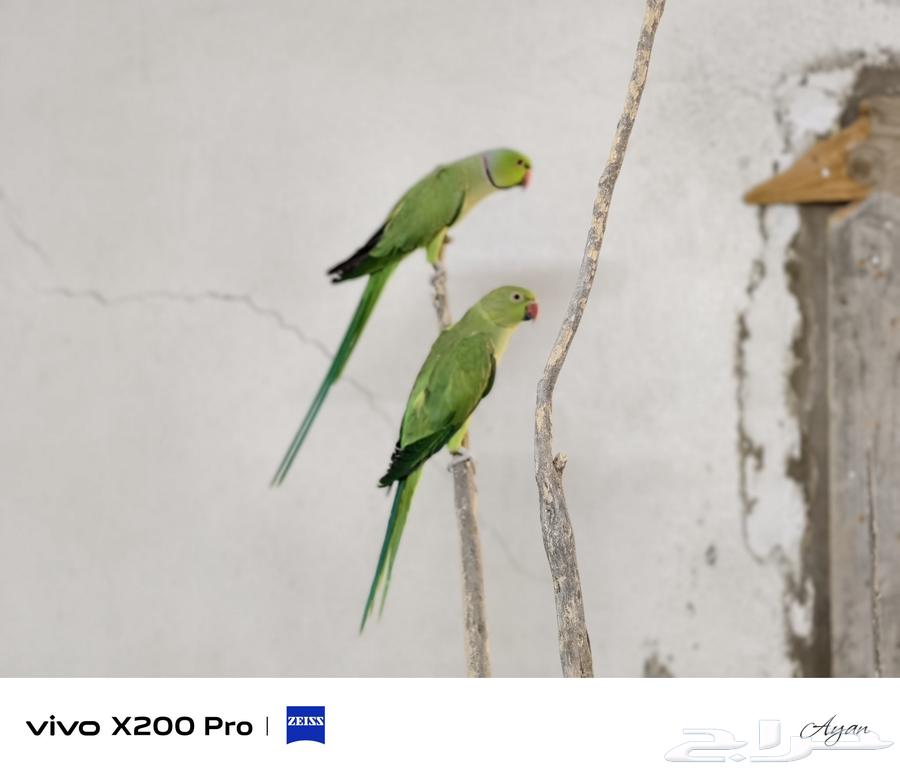 Producing Date Passport64416201028226110