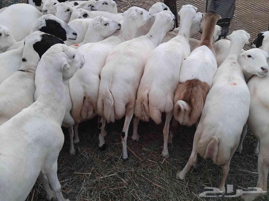 يوجد لدينا ضان رفيديات للبيع العدد 100راس منتجات منها 2064417156614403111