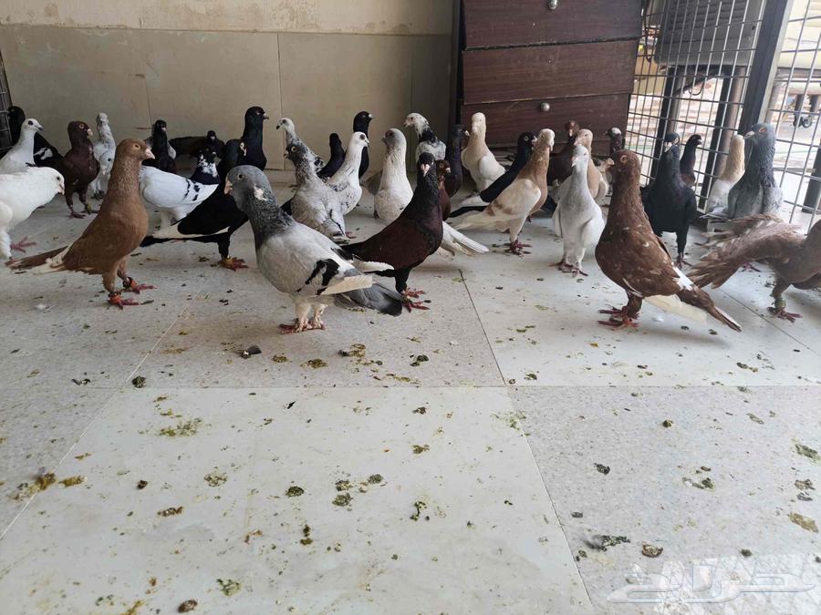 للبيع حمام شامي64413719364481110