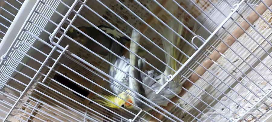 جوز كروان64412468077569112