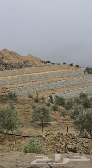 معلم حجر وقص اراضي ورباريب64550590919427112