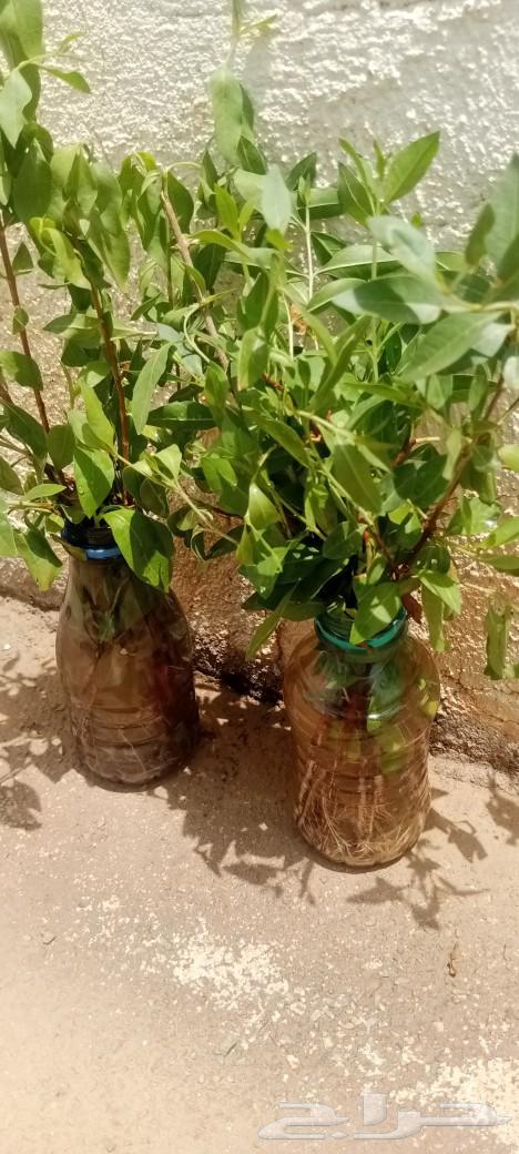 شتلات حنى للبيع64414474735105110