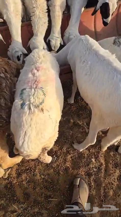 للبيع غنم ساكني64413904920577110