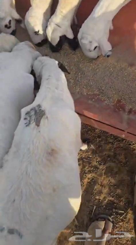 للبيع غنم ساكني64413904920577111