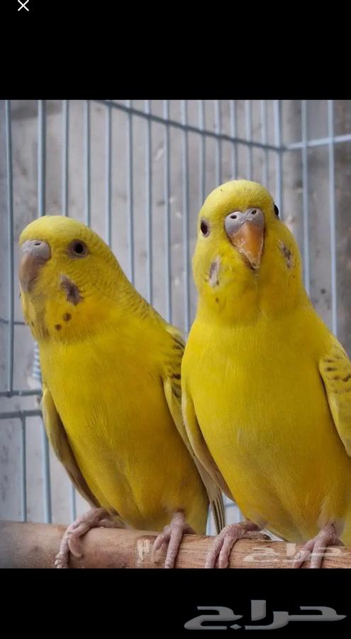 اجواز حب طفرات عيون حمر منتجه64413572727298112